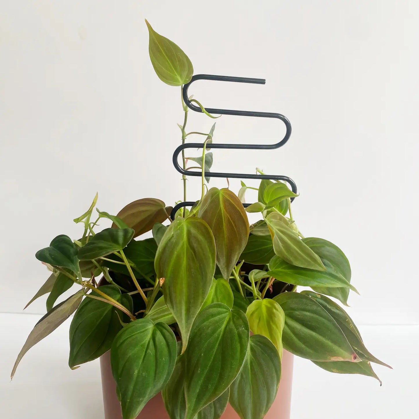 Plant Trellis