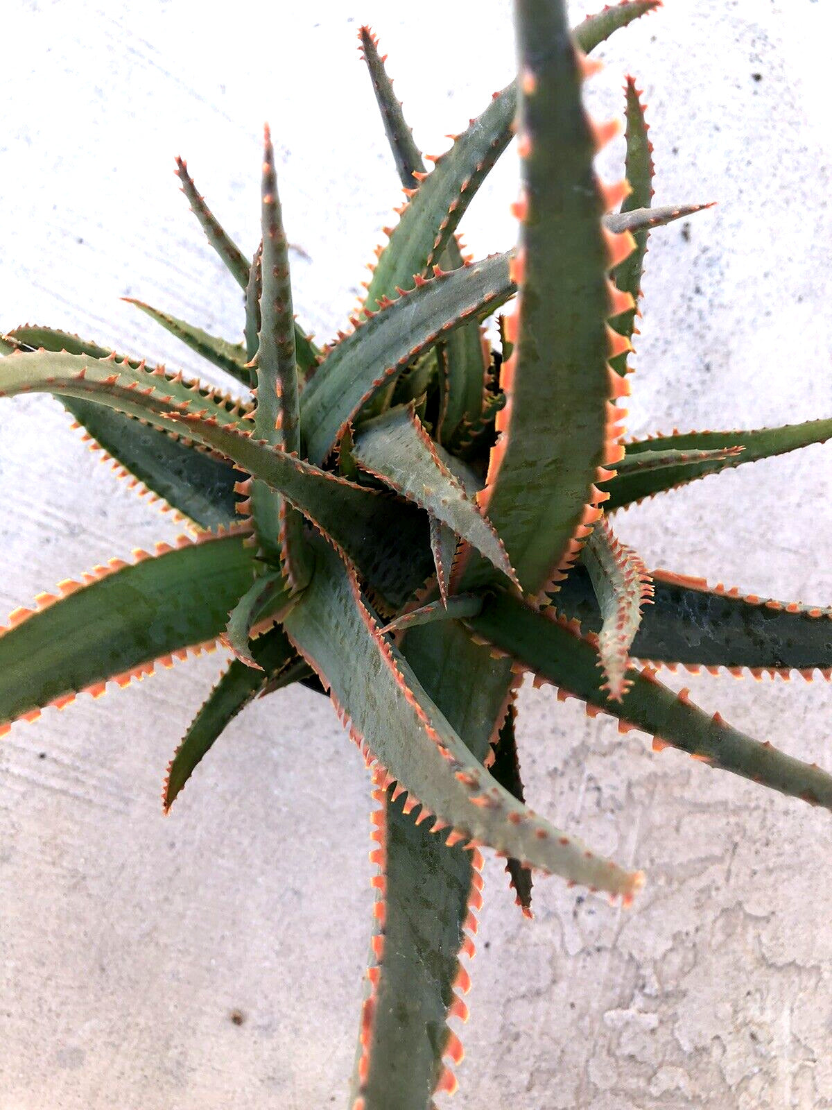 Aloe 'Swordfish', Comes in a 3.5" Pot