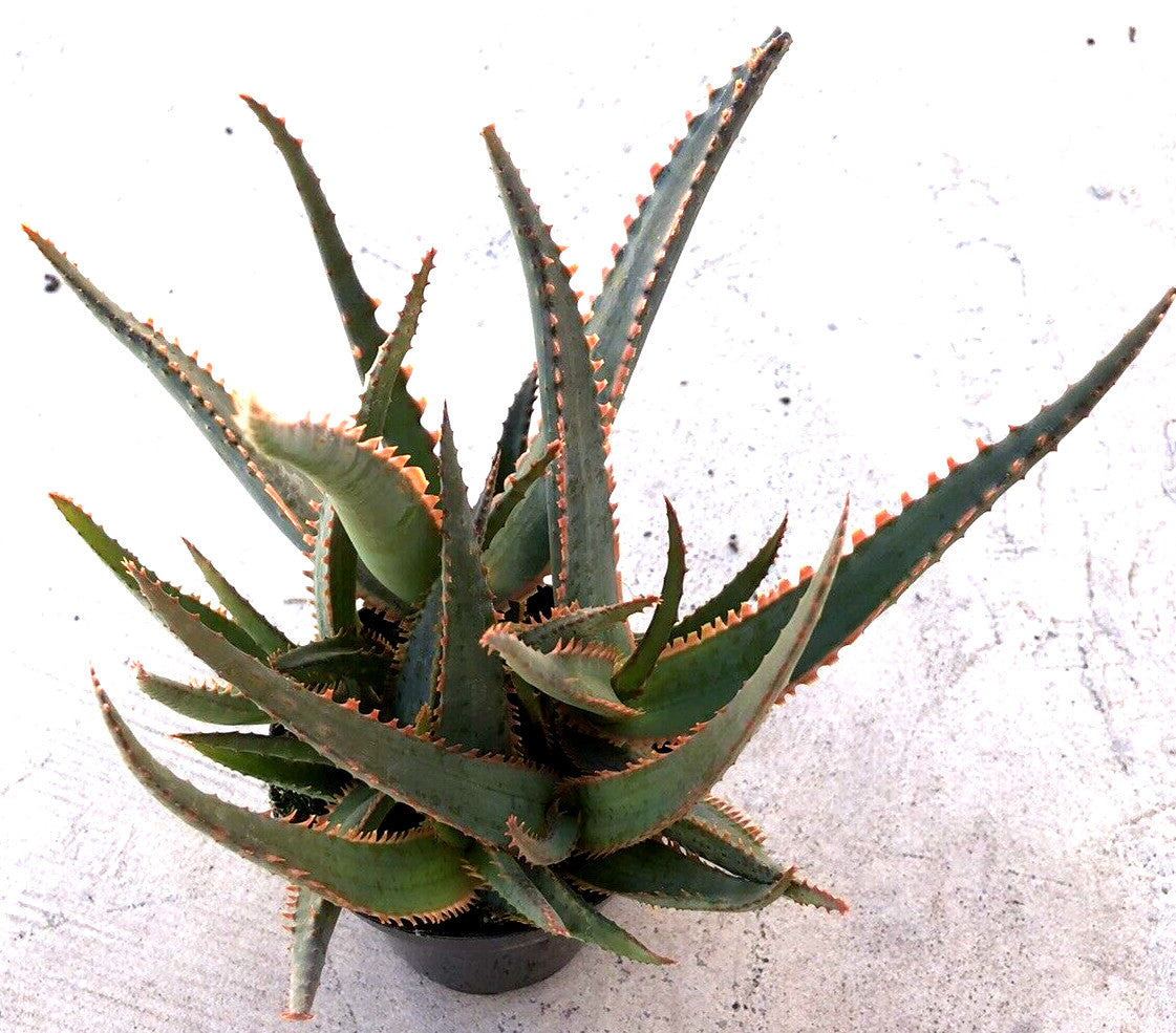 Aloe 'Swordfish', Comes in a 3.5" Pot