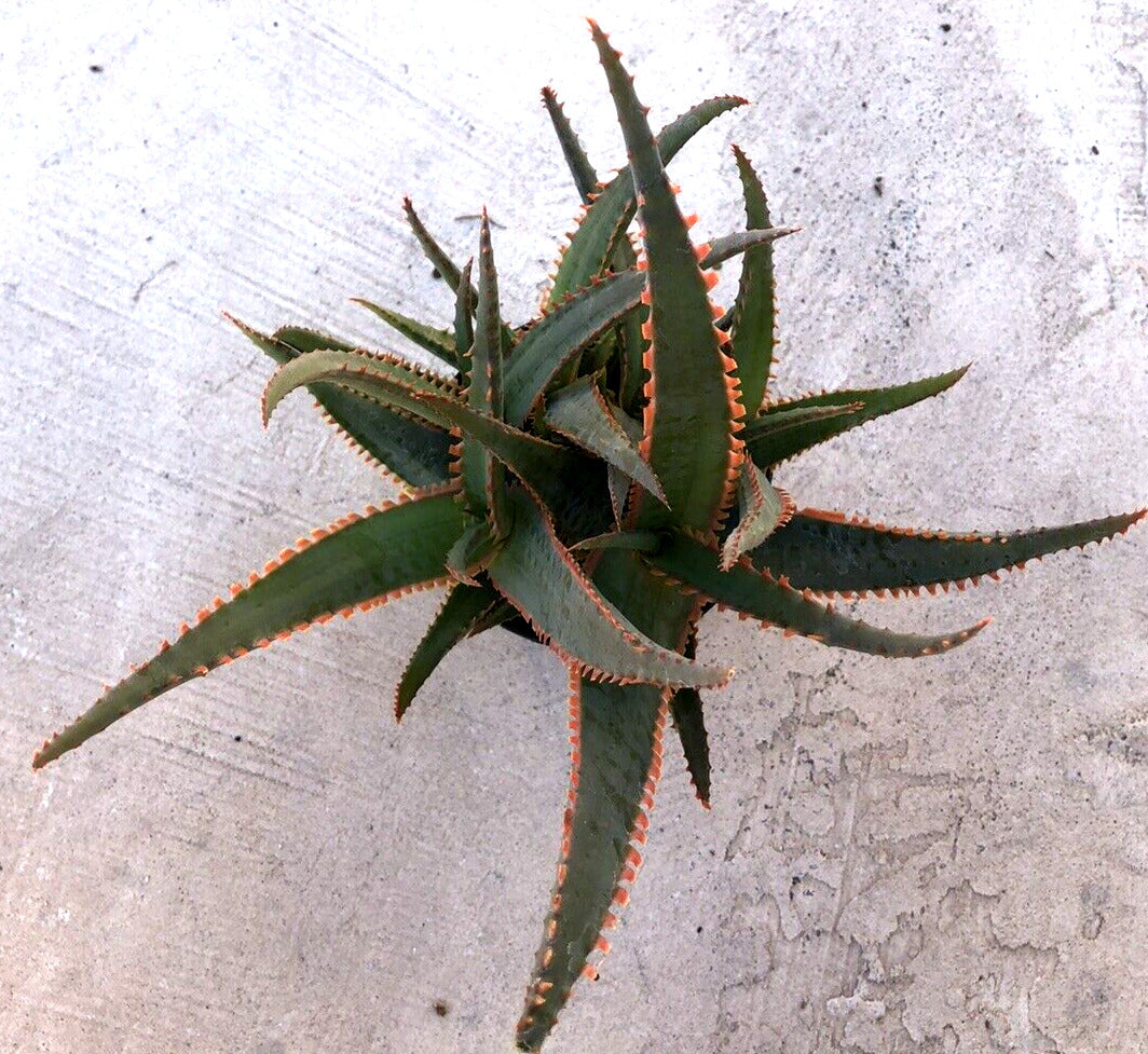 Aloe 'Swordfish', Comes in a 3.5" Pot