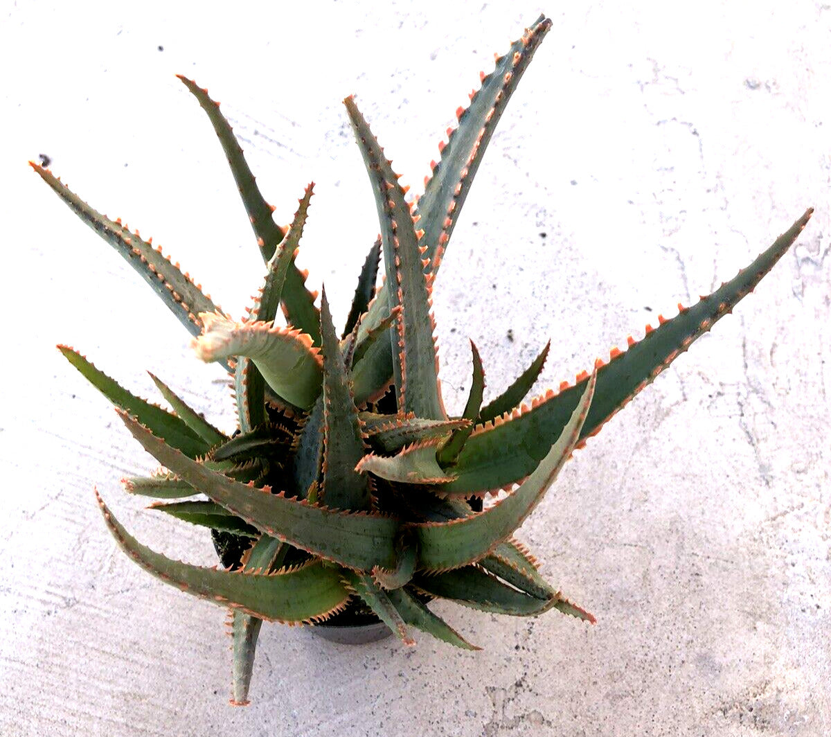 Aloe 'Swordfish', Comes in a 3.5" Pot