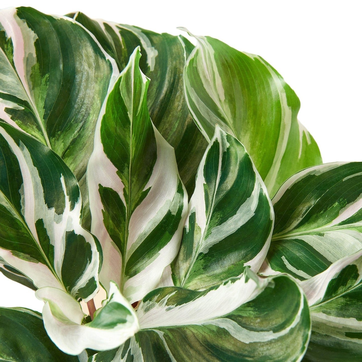 Calathea White Fusion 