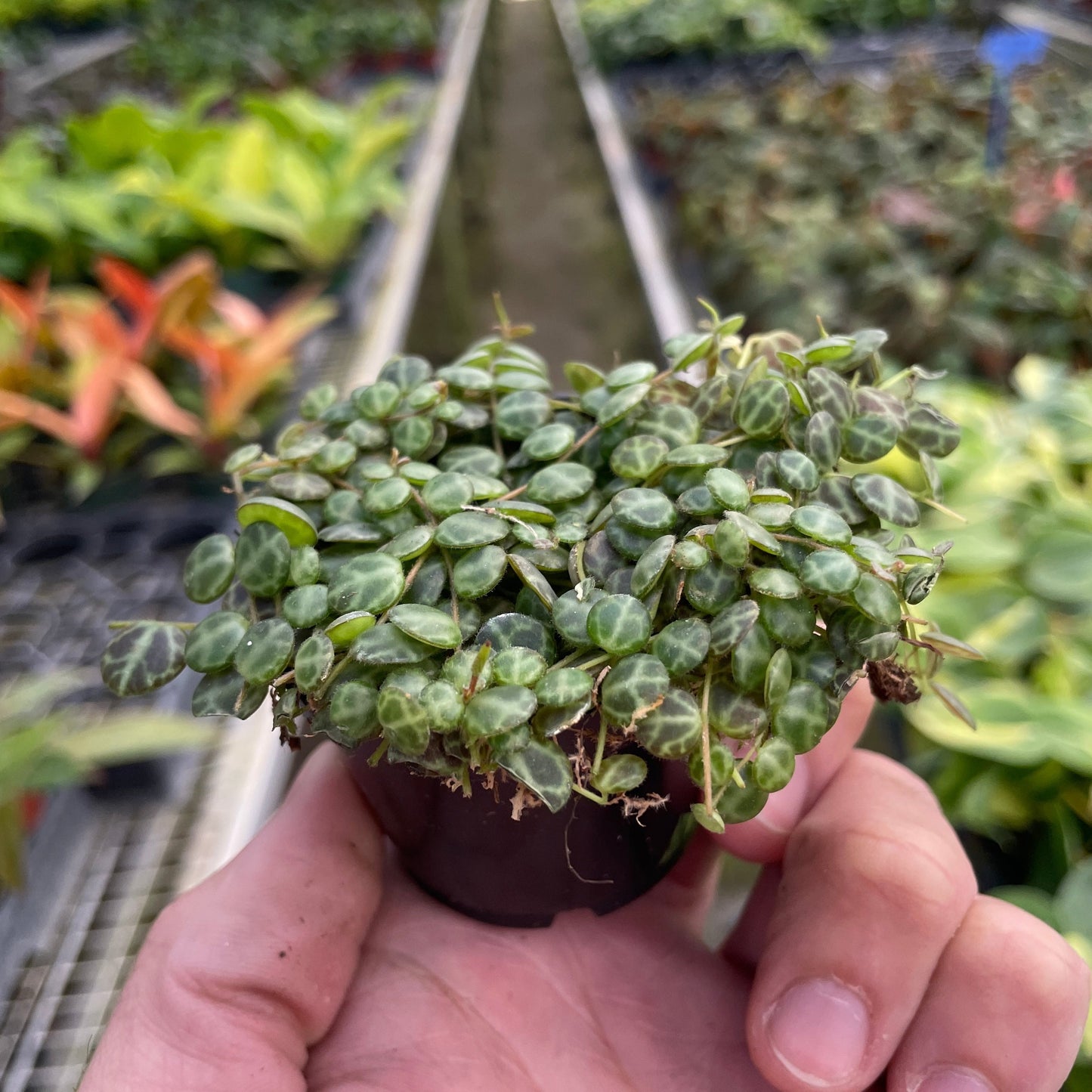 Peperomia Prostrata 'String of Turtles'