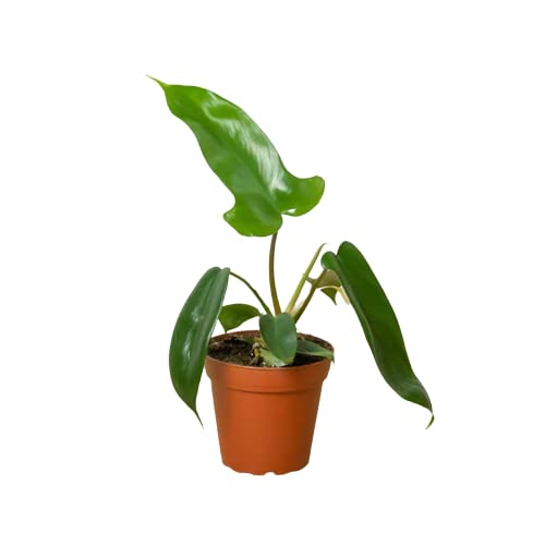 Philodendrons