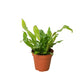 Ferns