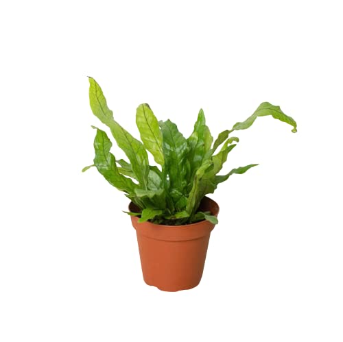 Ferns