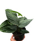 Monstera
