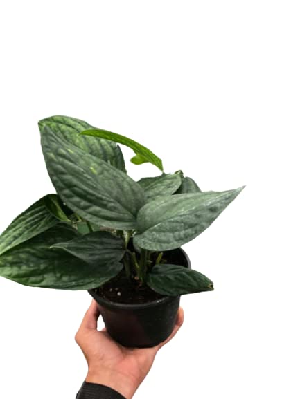 Monstera