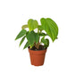 Philodendrons