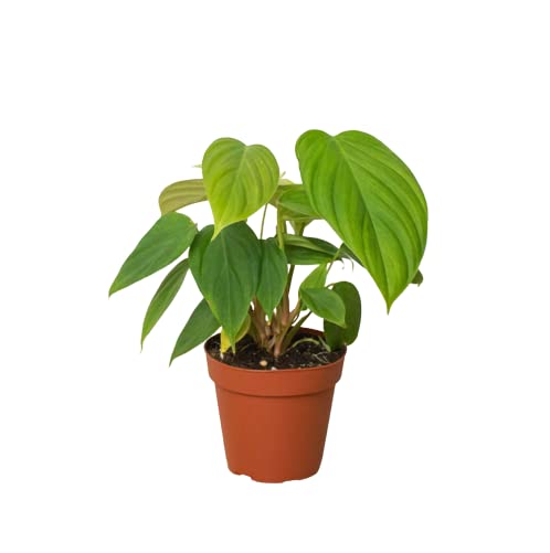 Philodendrons