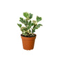 Ficus