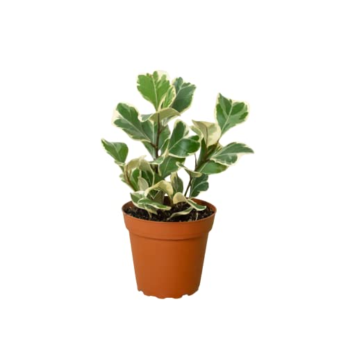 Ficus