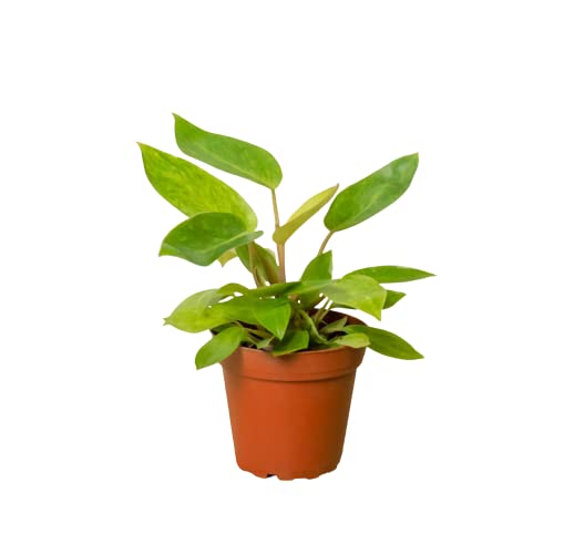 Philodendrons