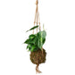Philodendrons