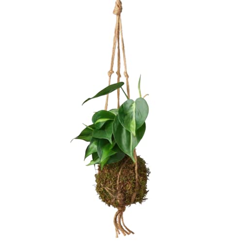 Philodendrons