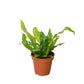 Ferns