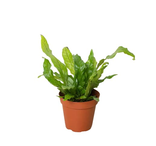 Ferns
