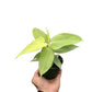 Philodendrons