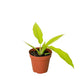 Philodendrons