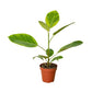 Ficus