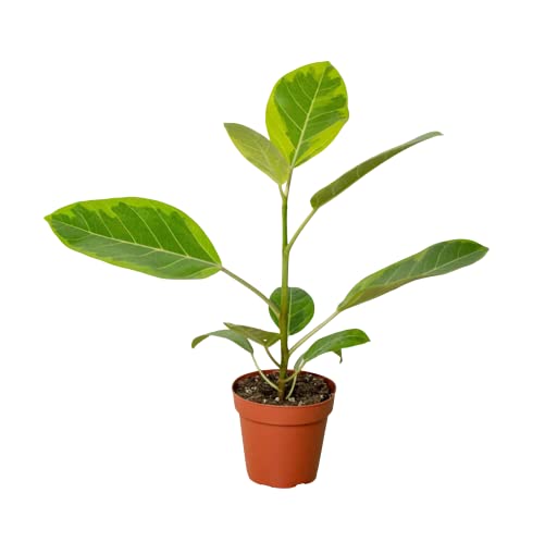 Ficus