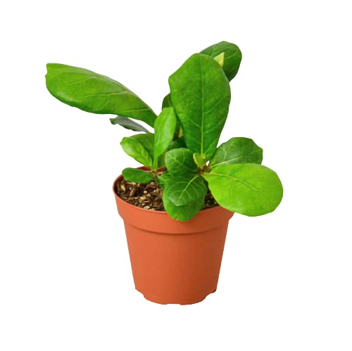 Ficus