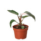 Philodendrons
