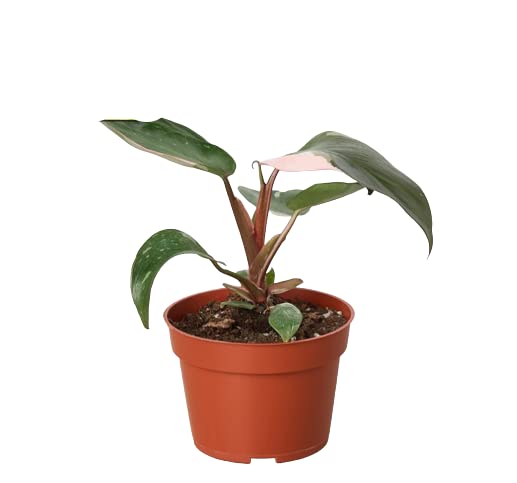 Philodendrons