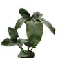 Philodendrons