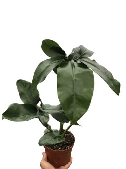 Philodendrons