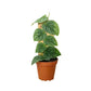 Monstera