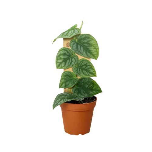 Monstera