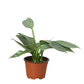 Philodendrons
