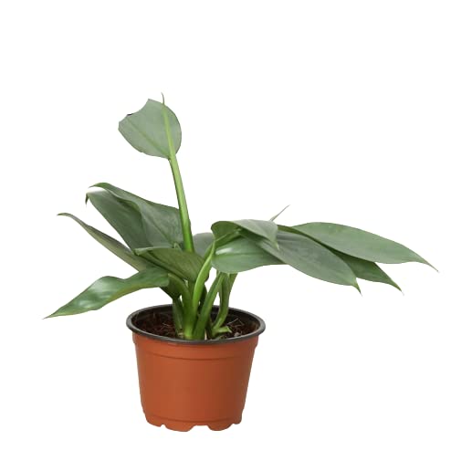 Philodendrons
