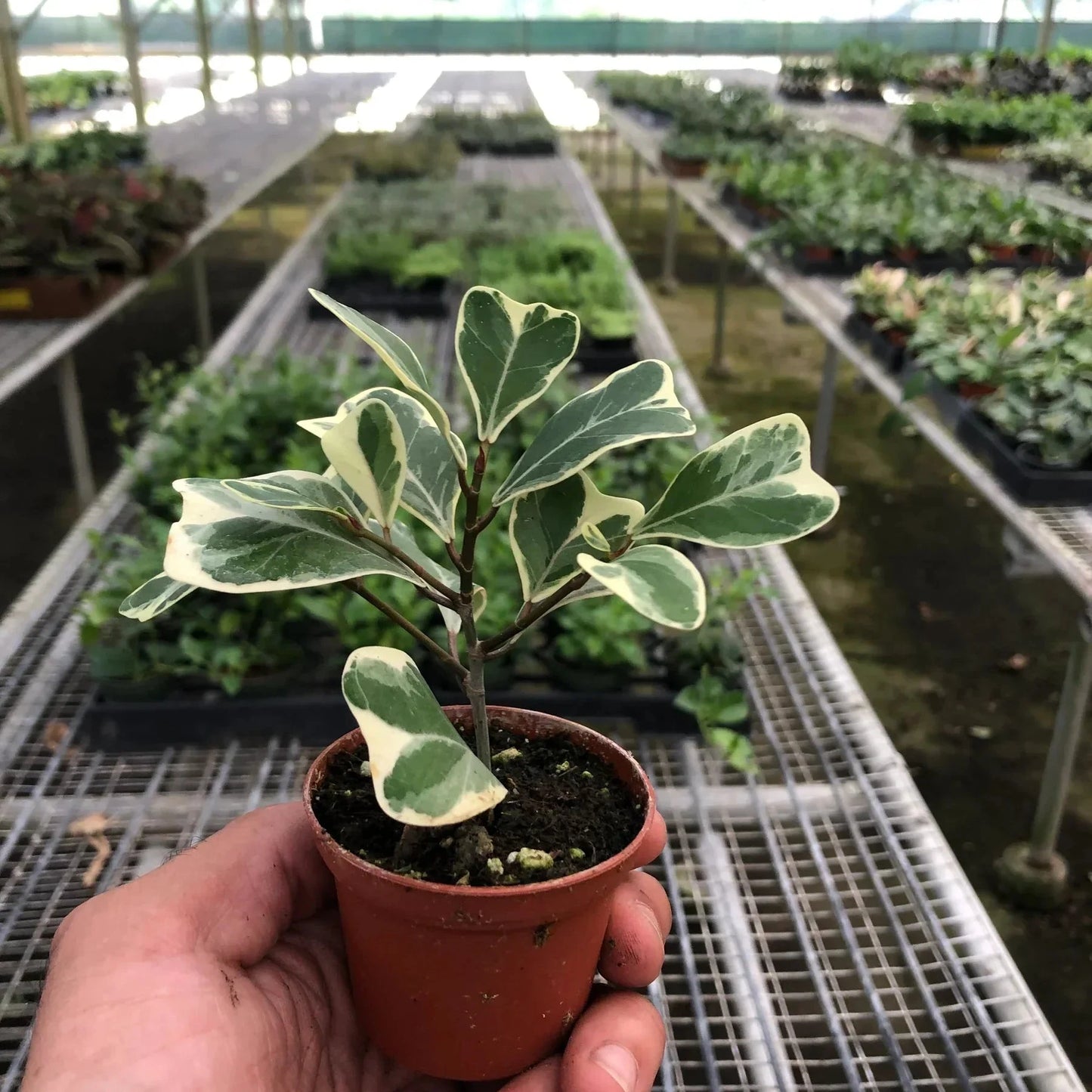 Triangularis Variegated Ficus 3"