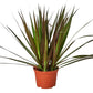 Dracaenas