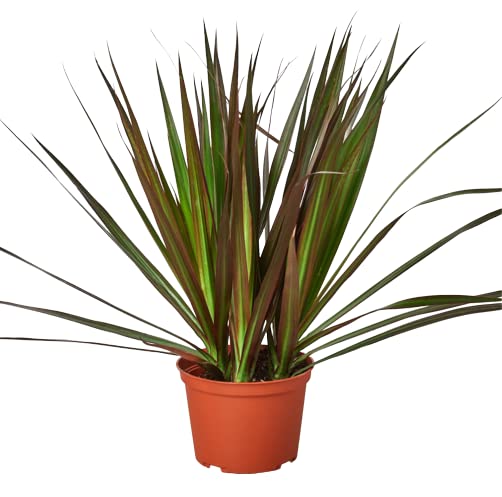Dracaenas
