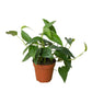 Pothos