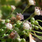 4" Trailing Succulents