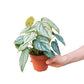 Philodendrons