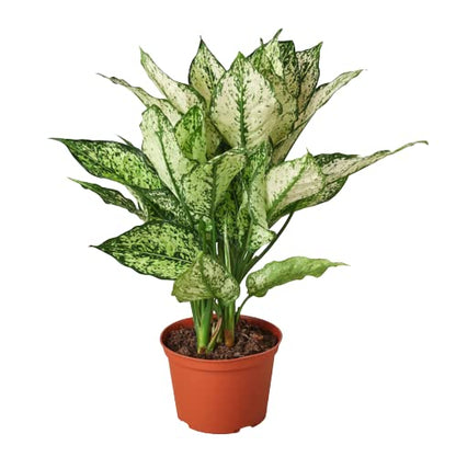 Aglaonemas (Chinese Evergreen)