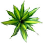 Dracaena Marley Live Plant Indoor/Outdoor in 10 in. Grower Pot, Green