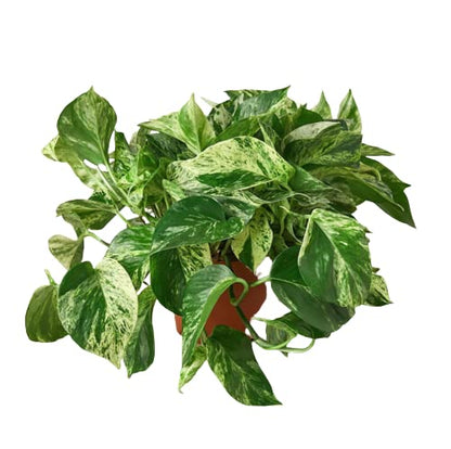 Pothos