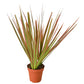 Dracaenas