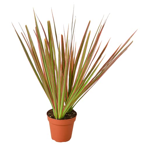 Dracaenas