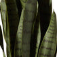 Nearly Natural Sansevieria & Black Planter