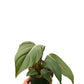 Philodendrons