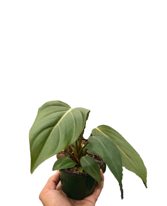 Philodendrons