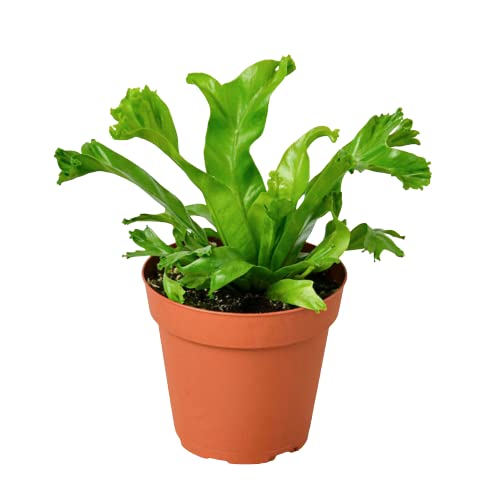 Ferns