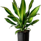 Dracaena Marley Live Plant Indoor/Outdoor in 10 in. Grower Pot, Green